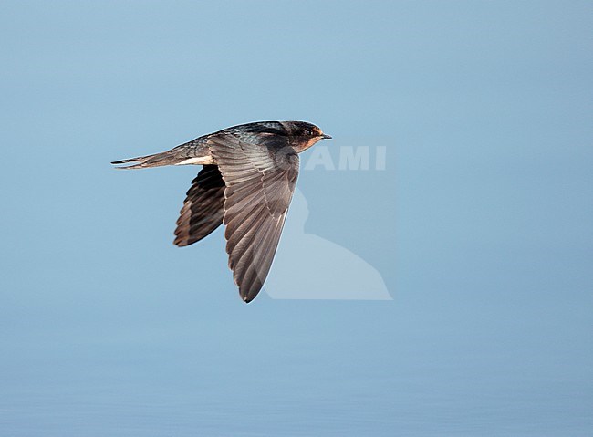 Migrating Barn Swallow (Hirundo rustica) during late summer or early autumn. stock-image by Agami/Ran Schols,