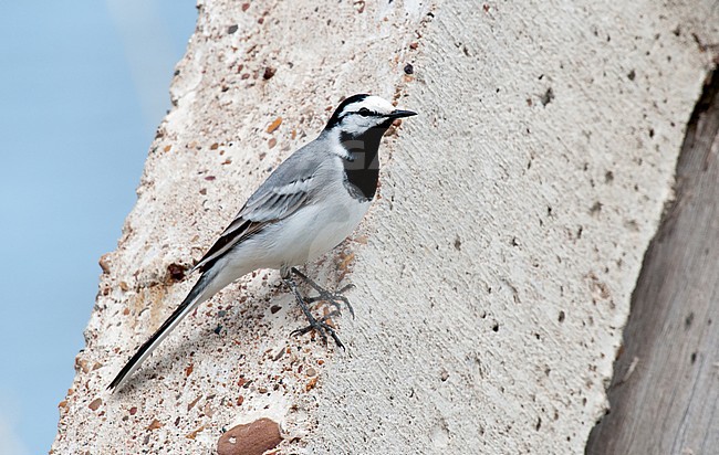 East Siberian Wagtail (Motacilla alba ocularis), second calendar-year male stock-image by Agami/Arend Wassink,