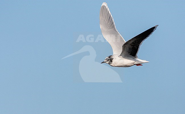 Adult Little Gull (Hydrocoloeus minutus) in flight in the Netherlands. Moulting to summer plumage. stock-image by Agami/Marc Guyt,