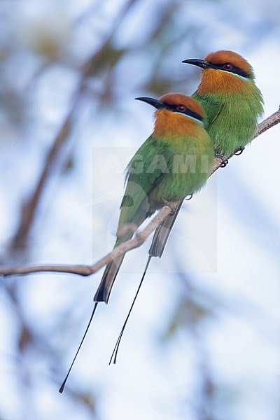 Böhm's bee-eater (Merops boehmi) perched on a branch in Tanzania. stock-image by Agami/Dubi Shapiro,