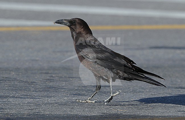Brown-necked Raven (Corvus ruficollis) at Qatbit in Oman. Standing on the ground. stock-image by Agami/Aurélien Audevard,