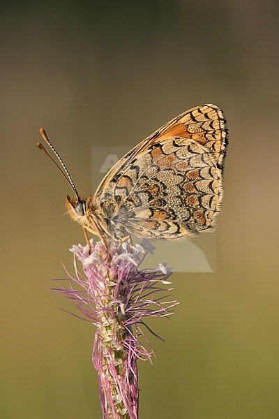 Knapweed Fritillary (Melitaea phoebe) perched on top of a small flower in Mercantour in France. Seen against a natural colored background. stock-image by Agami/Iolente Navarro,