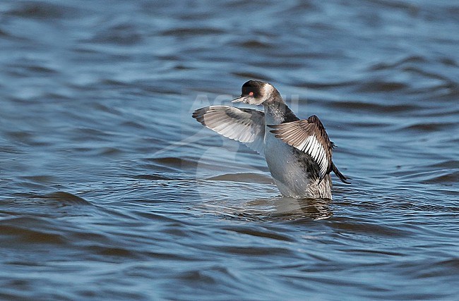Black-necked Grebe (Podiceps nigricollis), adult winter swimming, showing underwing and upperwing. stock-image by Agami/Fred Visscher,