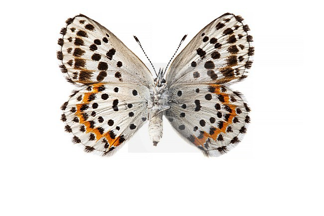 Vetkruidblauwtje, Chequered Blue, Scolitantides orion stock-image by Agami/Wil Leurs,