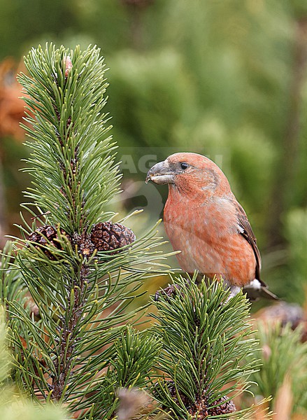 Male Parrot Crossbill (Loxia pytyopsittacus) wintering in Finland. stock-image by Agami/Markus Varesvuo,