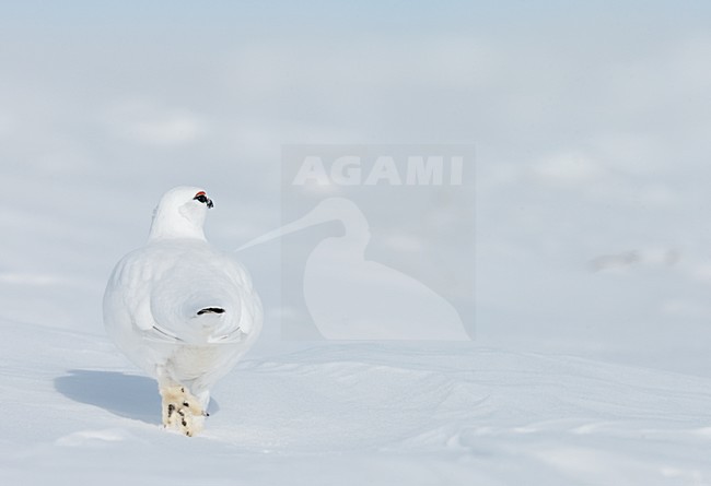 Alpensneeuwhoen in de sneeuw, Rock Ptarmigan in the snow stock-image by Agami/Markus Varesvuo,