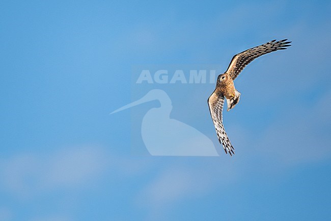 First-winter Hen Harrier (Circus cyaneus) flying over a rural field in Germany (Niedersachsen). stock-image by Agami/Ralph Martin,