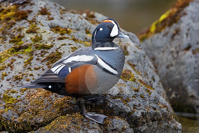 Harlequin Duck (Histrionicus histrionicus), side view of an adult male standing on a rock, Southern Region, Iceland stock-image by Agami/Saverio Gatto,
