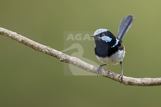 Superb Fairywren (Malurus cyaneus) Perched on a branch in Australia stock-image by Agami/Dubi Shapiro,