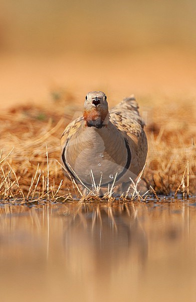 Black-bellied Sandgrouse (Pterocles orientalis) in the steppes near Belchite in Spain. Male at the drinking place. stock-image by Agami/Marc Guyt,