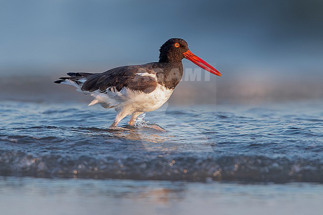 Adult American Oystercatcher (Haematopus palliatus) running at seaside of Cape May point, Cape May, United States of America. stock-image by Agami/Vincent Legrand,