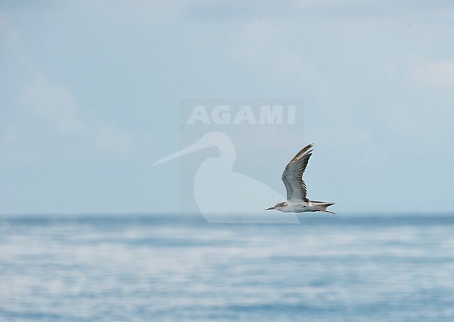 First-summer Bridled Tern (Onychoprion anaethetus antarcticus) in flight off the Comoros islands in the Indian ocean. stock-image by Agami/Dani Lopez-Velasco,
