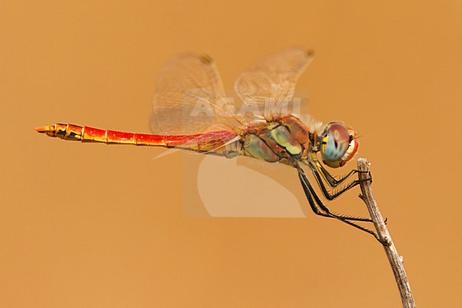 Zwervende heidelibel; Red-veined darter; stock-image by Agami/Walter Soestbergen,