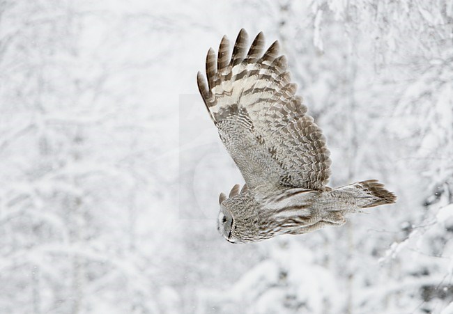Laplanduil vliegend bij besneeuwde bomen; Great Grey Owl flying near trees with snow stock-image by Agami/Markus Varesvuo,