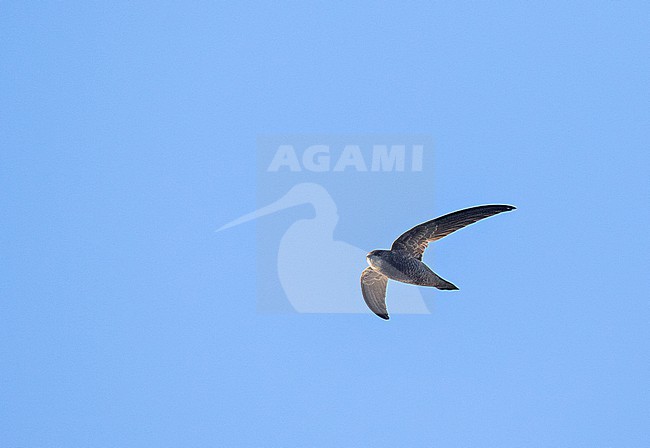 Bradfield's Swift (Apus bradfieldi) in South Africa. stock-image by Agami/Pete Morris,
