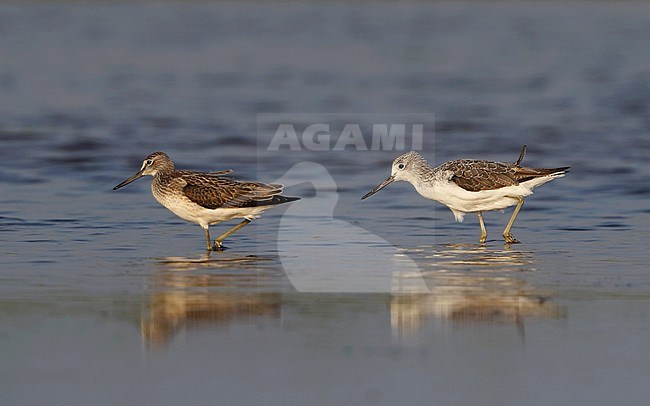 Common Greenshank (Tringa nebularia) wading in shallow water at Vestsjælland, Denmark. Presumed first summer age (right) and juvenile bird (left). stock-image by Agami/Helge Sorensen,