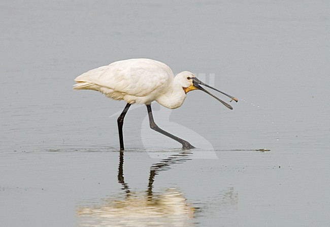 Eurasian Spoonbill feeding; Lepelaar fouragerend stock-image by Agami/Marc Guyt,
