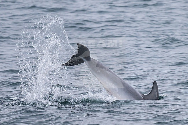 Bottlenose dolphin (Tursiops truncatus) playing, showing its tail and producing splashes, with the sea as background. stock-image by Agami/Sylvain Reyt,