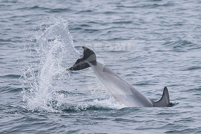 Bottlenose dolphin (Tursiops truncatus) playing, showing its tail and producing splashes, with the sea as background. stock-image by Agami/Sylvain Reyt,