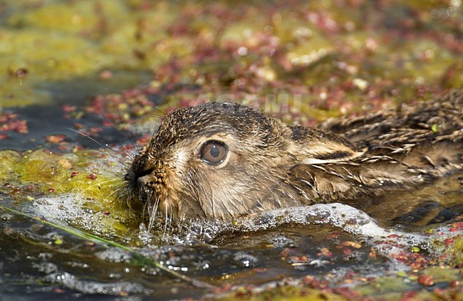 Europese Haas in de sloot; European Hare swimming stock-image by Agami/Hans Gebuis,