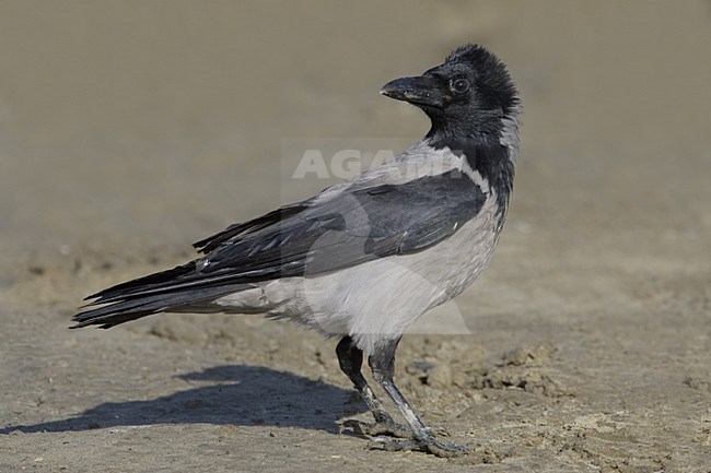 Hooded Crow adult standing on a beach; Bonte Kraai volwassen staand op strand stock-image by Agami/Daniele Occhiato,
