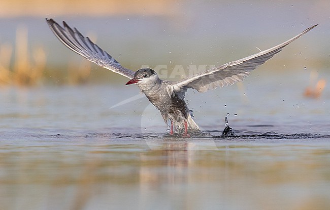 Adult Whiskered lift off in the spanish lagoon stock-image by Agami/Onno Wildschut,