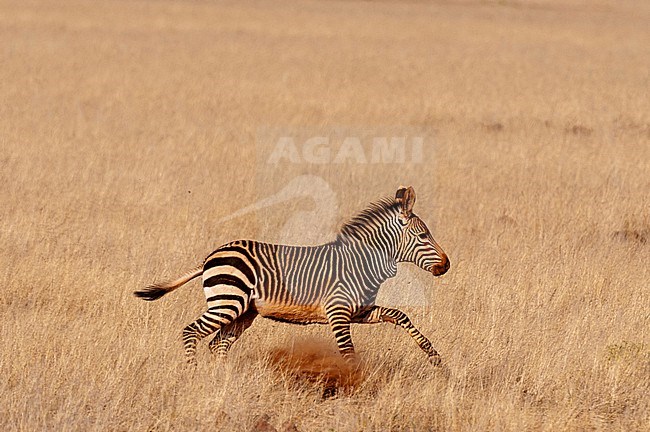 A Hartmann's mountain zebras runs in dry grass. Damaraland, Kunene, Namibia. stock-image by Agami/Sergio Pitamitz,