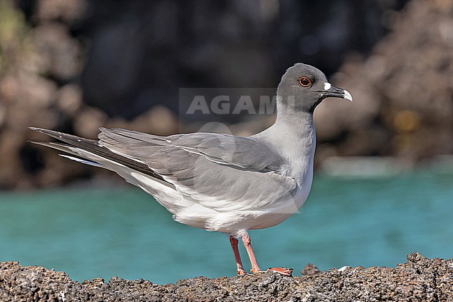 Adult Swallow-tailed gull (Creagrus furcatus) on the Galapagos Islands, part of the Republic of Ecuador. stock-image by Agami/Pete Morris,