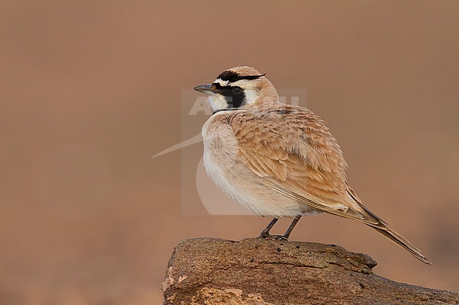 Temminck's Horned Lark - Saharaohrenlerche - Eremophila bilopha, Morocco stock-image by Agami/Ralph Martin,