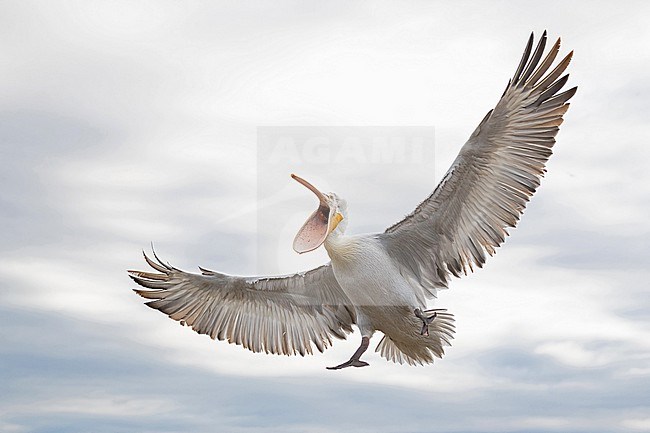An immature Dalmatian pelican (Pelecanus crispus) in flight with open bill stock-image by Agami/Mathias Putze,