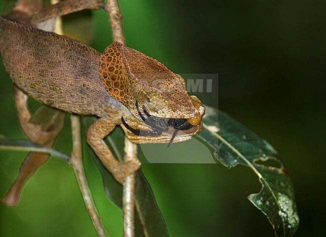 Korthoornkameleon vangt een spin, Short-horned Chameleon catches a spider stock-image by Agami/Roy de Haas,