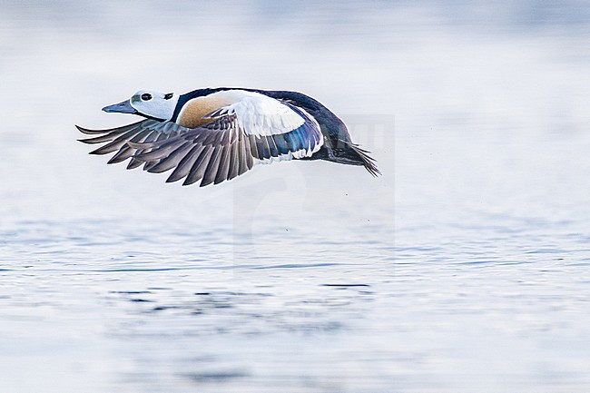  stock-image by Agami/Menno van Duijn,