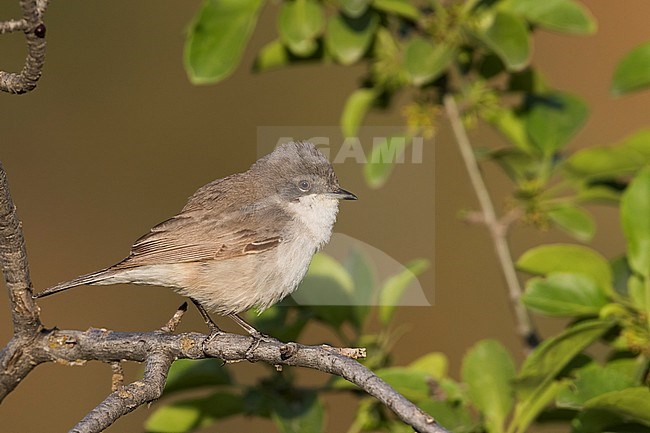 Adult Hume's Whitethroat (Sylvia althaea) during spring in Tajikistan. stock-image by Agami/Ralph Martin,