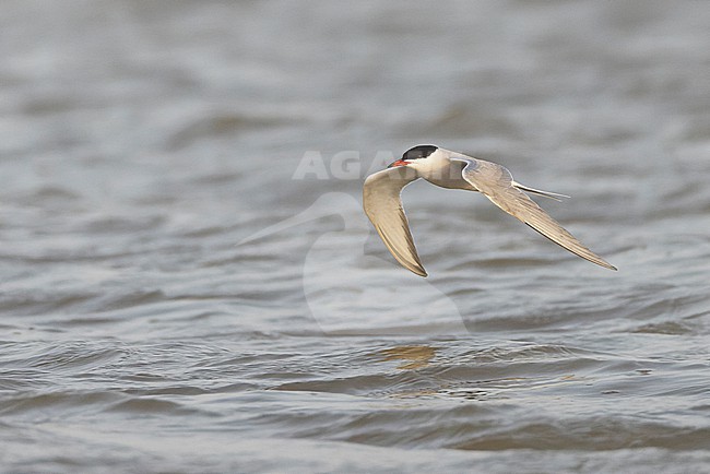 Common Tern (Sterna hirundo) in adult summer plumage in flight. stock-image by Agami/David Monticelli,