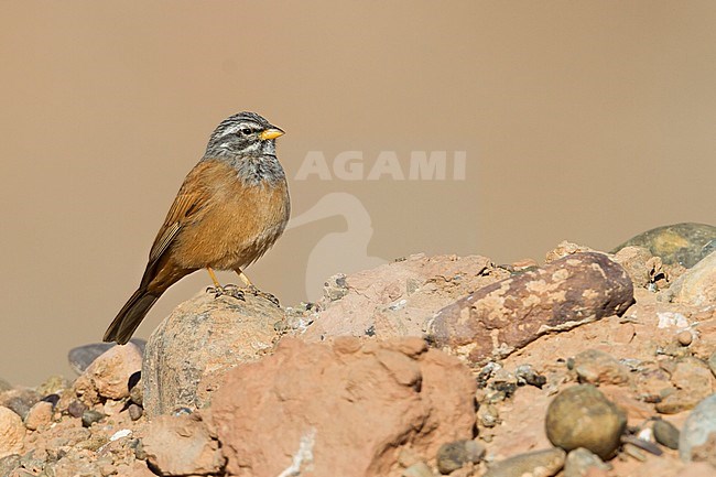 House Bunting - Hausammer - Emberiza sahari, adult male, Morocco stock-image by Agami/Ralph Martin,
