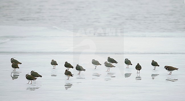 Northern Lapwing (Vanellus vanellus) wintering at Utö island in Finland. Standing together on the frozen coast. stock-image by Agami/Markus Varesvuo,