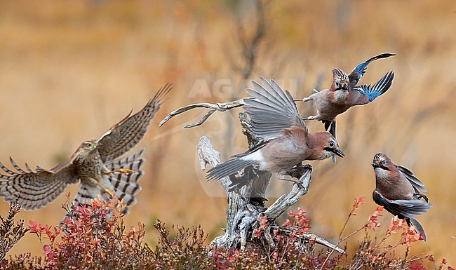 Sparrow Hawk (Accipiter nisus) chasing Jays (Garrulus glandarius) Norway October 2018 stock-image by Agami/Markus Varesvuo,