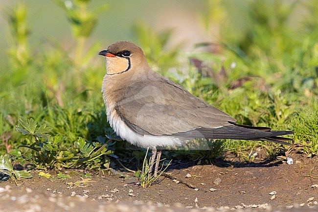 Collared Pratincole (Glareola pratincola), side view of an adult male standing on the ground, Campania, Italy stock-image by Agami/Saverio Gatto,