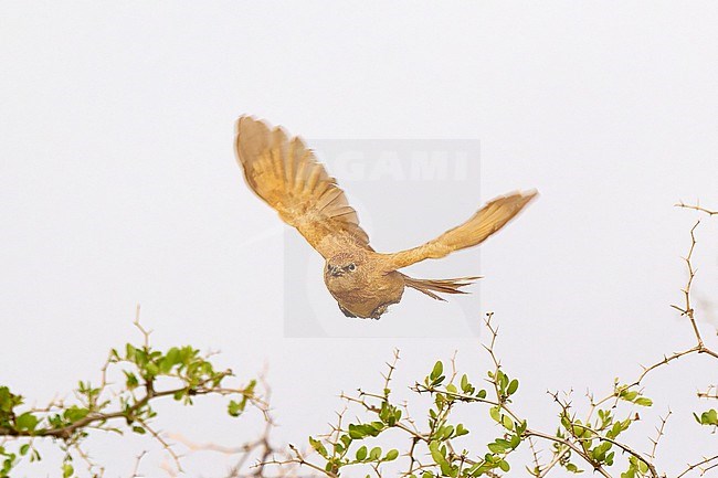 Fulvous Babbler (Argya fulva) in flight, Morocco stock-image by Agami/Tomas Grim,
