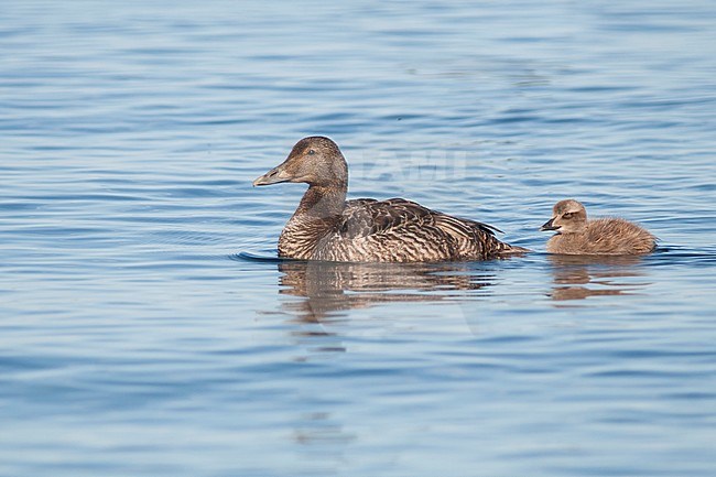 Common Eider, Eider, Somateria mollissima ssp. borealis, Iceland, adult female with duckling stock-image by Agami/Ralph Martin,