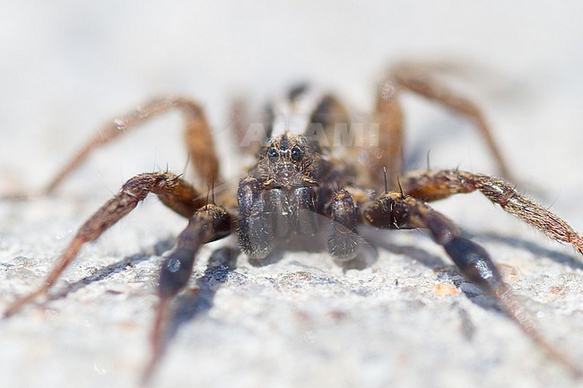 Alopecosa cuneata - Dickfußpantherspinne, Germany stock-image by Agami/Ralph Martin,