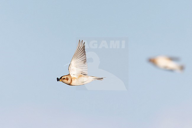 A Snow Bunting is seen flying over a clear blue background. stock-image by Agami/Jacob Garvelink,