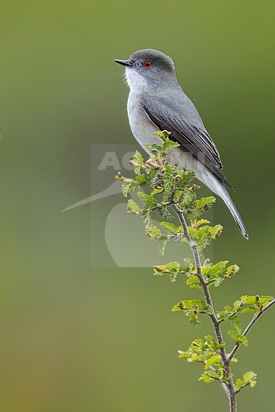 Fire-eyed Diucon (Pyrope pyrope) Perched on top of a branch in Argentina stock-image by Agami/Dubi Shapiro,