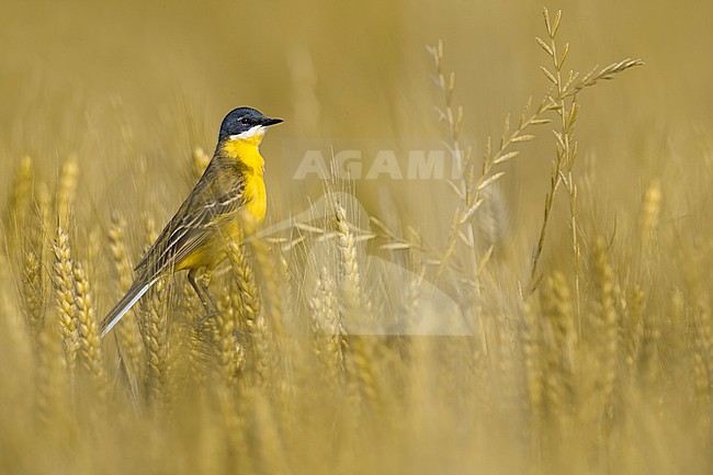 Male Ashy-headed Wagtail (Motacilla flava cinereocapilla) in Italy. Also known as White-throated Wagtail. stock-image by Agami/Daniele Occhiato,