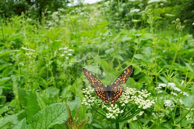 Roodbonte parelmoervlinder, Scarce Fritillary stock-image by Agami/Rob de Jong,