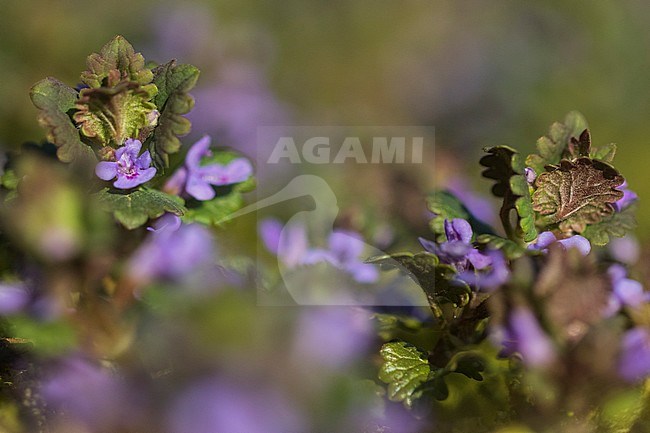 Ground Ivy flowers stock-image by Agami/Wil Leurs,