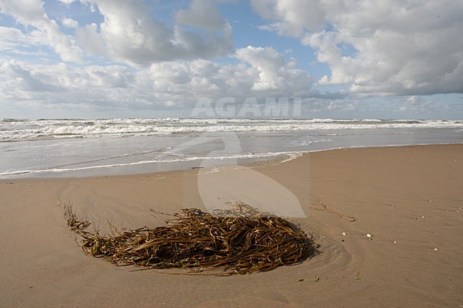 Noordzeestrand; North Sea beach stock-image by Agami/Marc Guyt,