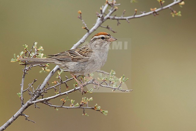 Worn adult Chipping Sparrow (Spizella passerina) in breeding plumage in Lake County, Oregon, USA, during late summer. stock-image by Agami/Brian E Small,