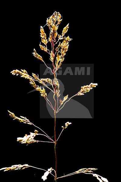 Broad-leaved Meadow-grass grass spike stock-image by Agami/Wil Leurs,