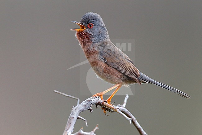 Zingend mannetje Provencaalse Grasmus; Singing male Dartford Warbler stock-image by Agami/Daniele Occhiato,